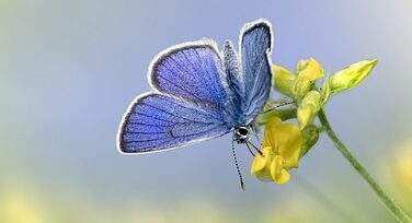 Schmetterling an einem Blütenstil