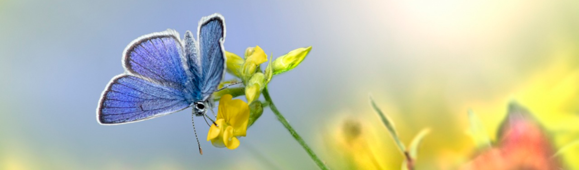 querformat Schmetterling mit Blume